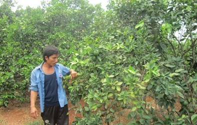 Tỷ phú vùng đồi