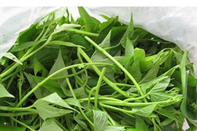 Giảm đường huyết với rau lang dân dã