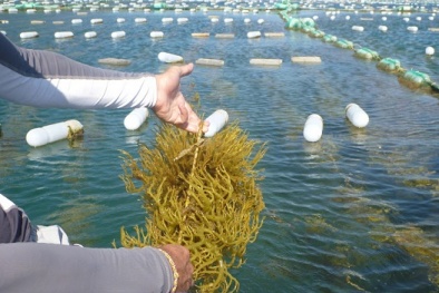 Trồng rong sụn bằng phương pháp dây đơn trên đáy cho năng suất cao