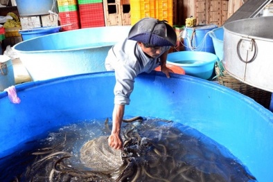 Đạt năng suất cao nhờ kỹ thuật cho lươn sinh sản bán nhân tạo