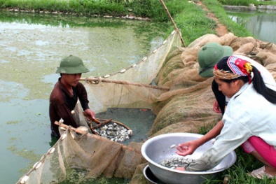 Kỹ thuật vận chuyển cá giống đảm bảo năng suất, chất lượng khi nuôi
