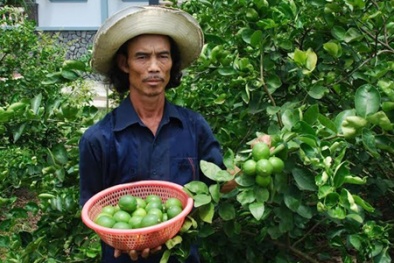 Long An: Mô hình trồng chanh không hạt cho năng suất cao