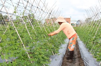 TP Hồ Chí Minh: Mô hình cánh đồng rau VietGAP cho năng suất chất lượng cao