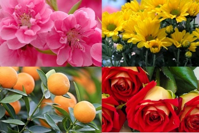 10 loại cây cảnh vừa đẹp vừa chữa được bệnh