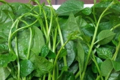 Bài thuốc chữa yếu sinh lý tại nhà từ rau mồng tơi