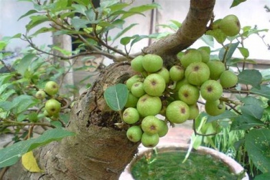 Ý nghĩa cây sung cảnh theo phong thủy
