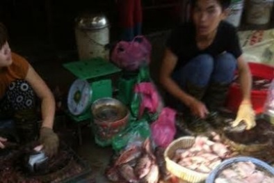 Kinh hoàng cá ươn, cá thối được phù phép thành…đặc sản