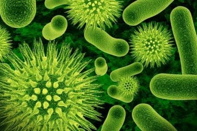 Vi khuẩn đường ruột có thể gây bệnh tiểu đường, tim mạch