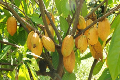 Đắk Lắk tuyển chọn 5 giống ca cao cho năng suất cao