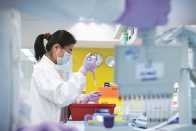 Nỗi lo sốt xuất huyết sắp được loại trừ?
