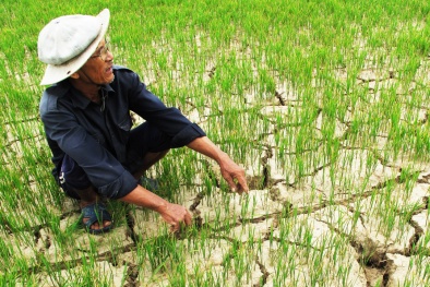 El Nino: Nước sông Tiền, sông Hậu cạn kiệt nhất trong lịch sử
