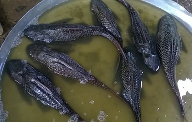 Báo động cá có hại