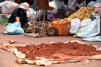 Đà Lạt bất ngờ hủy lệnh cấm khoai tây Trung Quốc