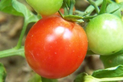Ngã ngửa quả cà chua Trung Quốc để 3 tháng vẫn tươi ngon