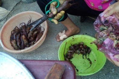 Phát hoảng chuột cống biến thành đặc sản chuột đồng