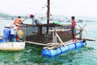 Kỹ thuật ương tôm hùm lồng cho năng suất cao