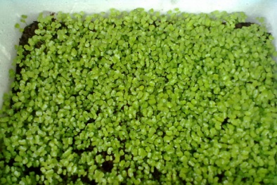 Tuyệt chiêu trồng rau mầm giòn ngọt, sạch sẽ ăn đã miệng ngày đông