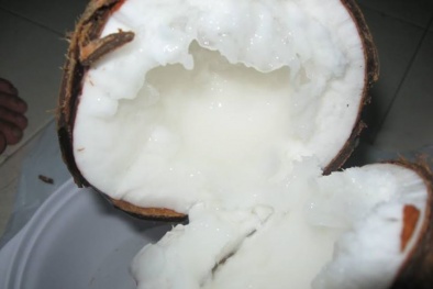 Đổi đời nhờ dừa sáp Cầu Kè