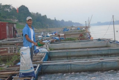 Nuôi cá trên sông lãi 600 triệu đồng/năm