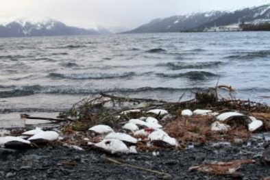 Hàng chục ngàn con chim biển chết la liệt dọc bãi biển Alaska