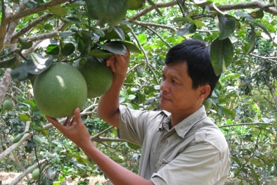 Các nhà vườn phía nam 'tất bật' chuẩn bị cung trái cây vụ Tết