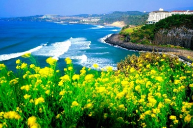 Nhóm người Việt ẩn náu tại đảo Jeju đang bị tìm kiếm gắt gao