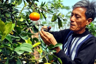 'Siêu phẩm' cây 10 loại quả cháy hàng trước Tết Bính Thân