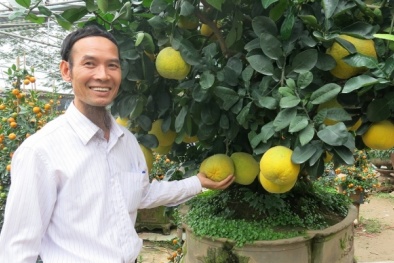 Ngắm cây bưởi diễn đẹp nhất nhì Hà thành có giá cả trăm triệu đồng