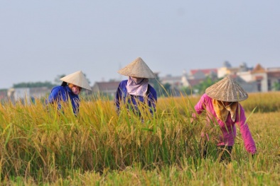 Tiết kiệm chi phí, nâng cao năng suất cây trồng chỉ nhờ gốc rơm rạ