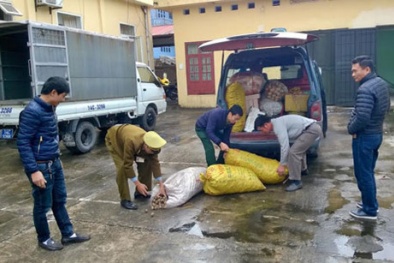 Tiêu hủy 420kg sò lông không rõ nguồn gốc suýt ‘tuồn’ ra thị trường