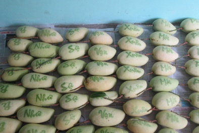 Xoài in chữ thư pháp độc lạ bán bao nhiêu, mua hết bấy nhiêu