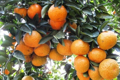 Cách chọn cam Hà Giang ‘xịn’ chuẩn nhất