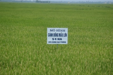 Quảng Bình đặt mục tiêu năng suất, chất lượng cao trong sản xuất nông nghiệp