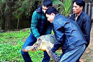 Người dân nô nức kéo đến sờ rùa 'khủng' trong sách Đỏ để cầu may