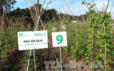 Danh sách các cửa hàng bán rau an toàn tại Hà Nội
