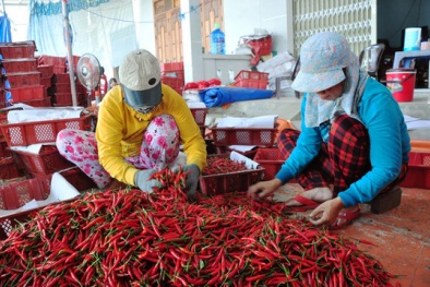 Trung Quốc thu mua ào ạt, giá ớt nhảy múa