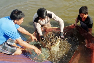 Phê duyệt danh mục Dự án Thúc đẩy hoạt động Năng suất Chất lượng