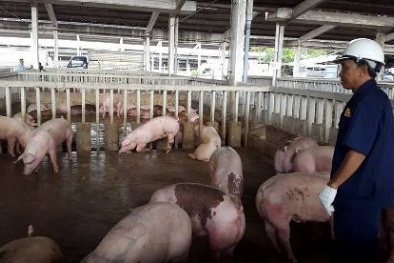 Tiêu hủy đàn heo VietGAP gồm 80 con có hàm lượng chất cấm dư 5 lần