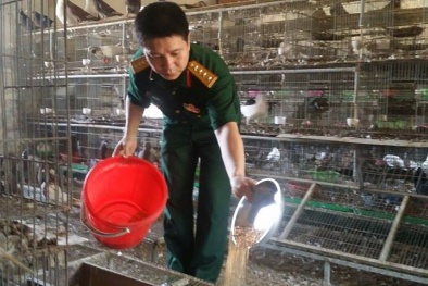 Vào thăm đại bản doanh Bồ câu chiến sĩ của chủ dự án Đại úy quân đội