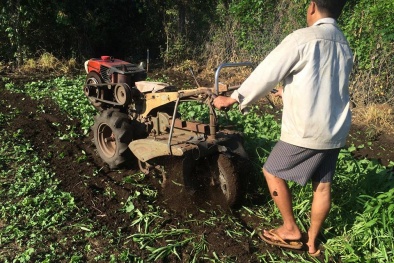 Phá nát vườn rau sạch vì lỡ dính hơi thuốc diệt cỏ