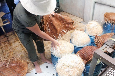 Tận mục màn tiêm ống hóa chất Trung Quốc vào giá đỗ, 48h sau cho ra lò 12kg