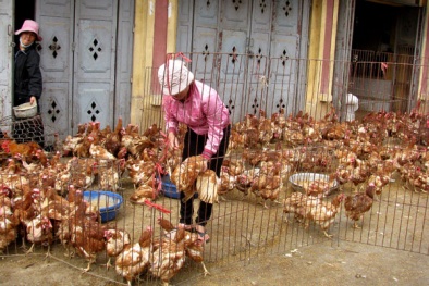 Bất chấp cúm gia cầm, bà hàng gà lãi tiền tỷ mỗi năm