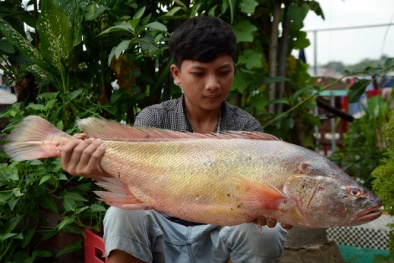 Người dân Đồng Nai bắt được cá nghi là loài sủ vàng tiền tỷ