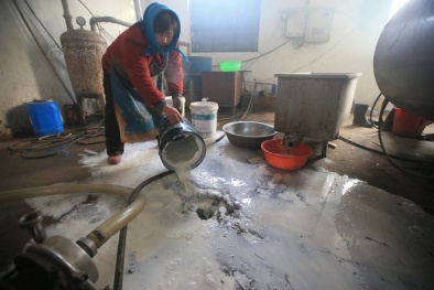 Nông dân Củ Chi ‘méo mặt’ vì được tắm sữa bò hàng ngày