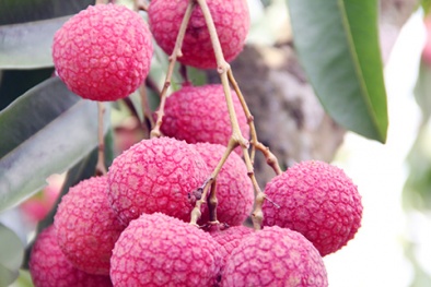 Cách chọn vải thiều 'chuẩn không cần chỉnh' cho các bà nội trợ
