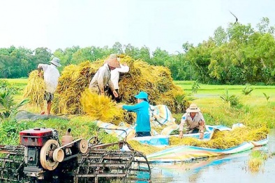 Năng suất lao động và mâu thuẫn về danh hiệu cần cù