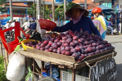 Mận Trung Quốc 'đội lốt' mận Hà Nội 'tung tăng' trên đường phố Sài Gòn