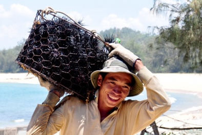 Ngư dân Quảng Ngãi kiếm triệu đồng/ngày từ 'đặc sản tiến Vua'