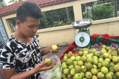 Quả lê lạ siêu ngọt dạt khắp vỉa hè Hà Nội