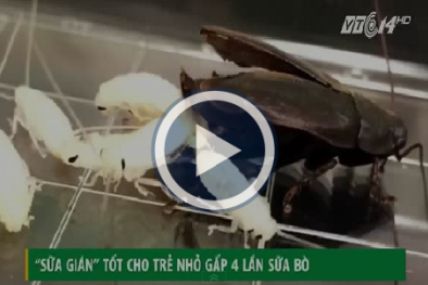 Sữa gián tốt cho trẻ nhỏ gấp 4 lần sữa bò